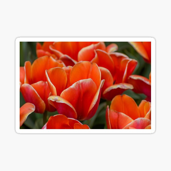 Wilting Tulips Sticker