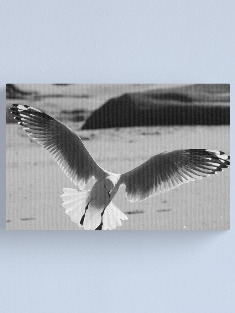 Alternate view of Seagull landing Canvas Print