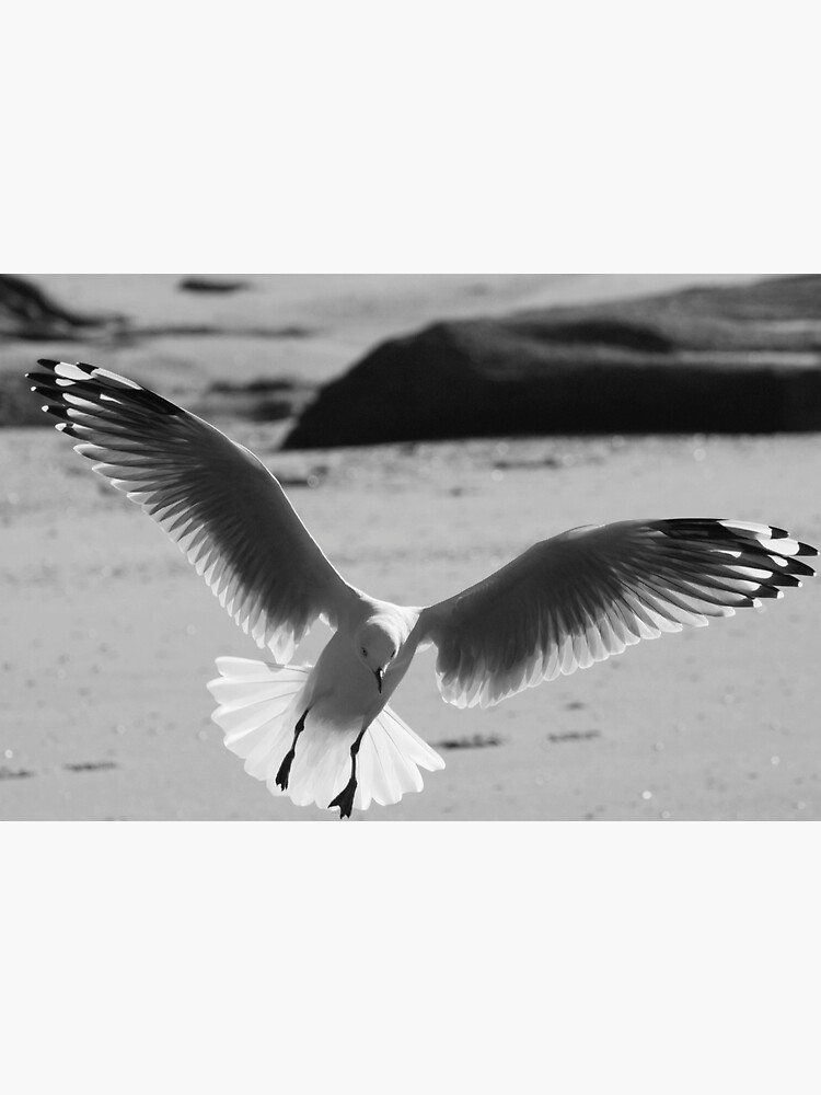 Seagull landing by theoddshot