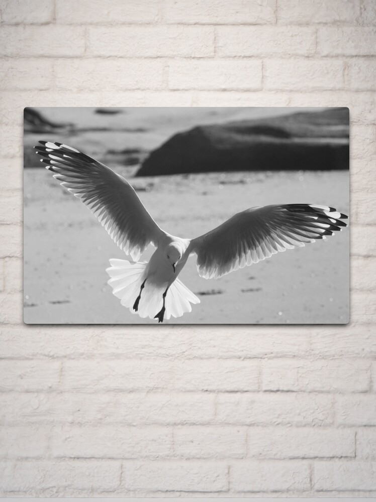 Thumbnail 2 of 4, Metal Print, Seagull landing designed and sold by theoddshot.