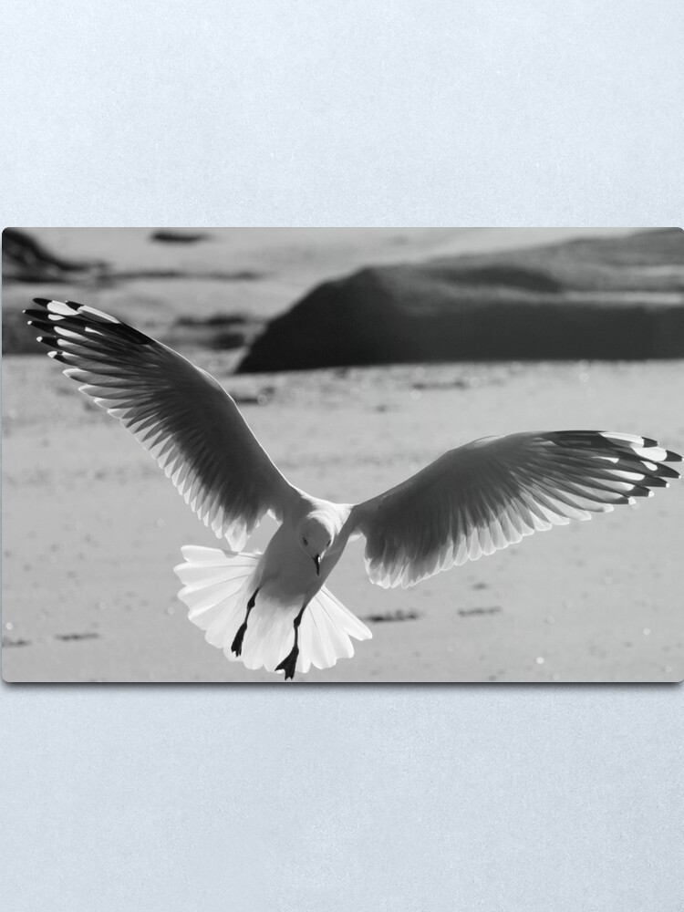 Alternate view of Seagull landing Metal Print