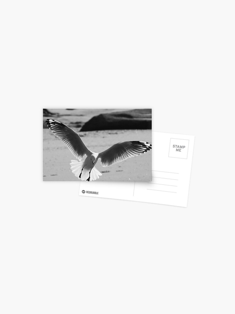 Thumbnail 1 of 2, Postcard, Seagull landing designed and sold by theoddshot.
