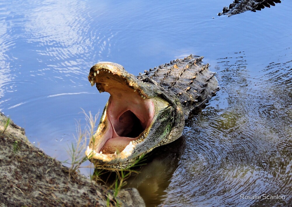 crocodile or alligator growl