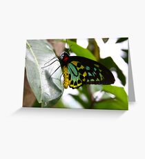 Cairns BBF Greeting Card