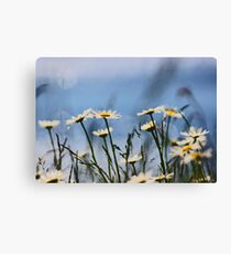 Meadow Canvas Print