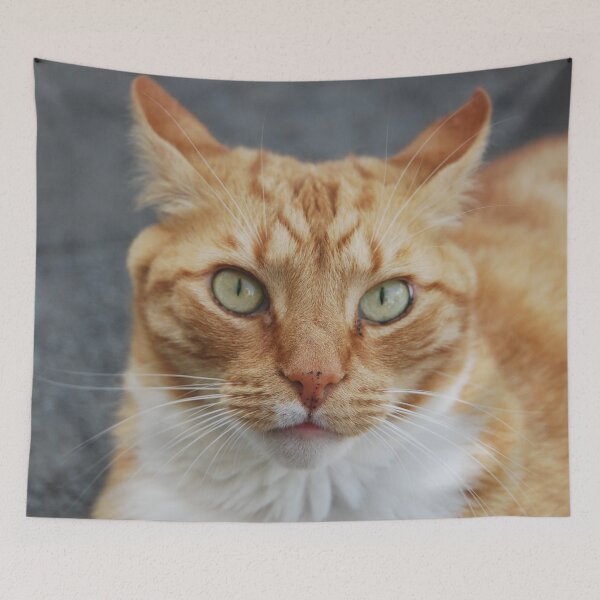 Item preview, The Cat stare designed and sold by lizdomett.