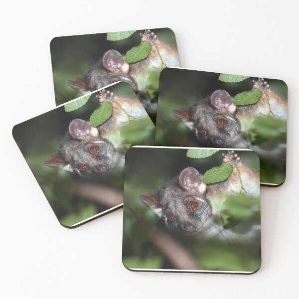 Item preview, Curious Ringtail Possum designed and sold by Cloudlingpics.