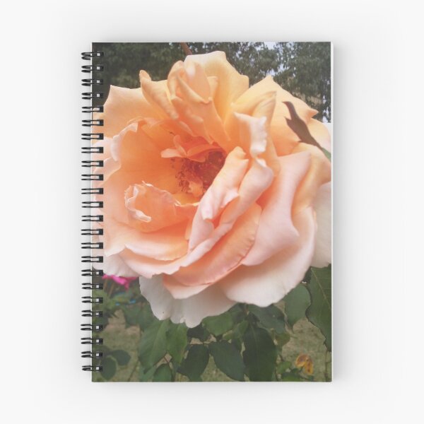 Item preview, Saint Mark's Rose  designed and sold by kerrysart.