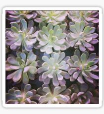 Some Echeverias Sticker