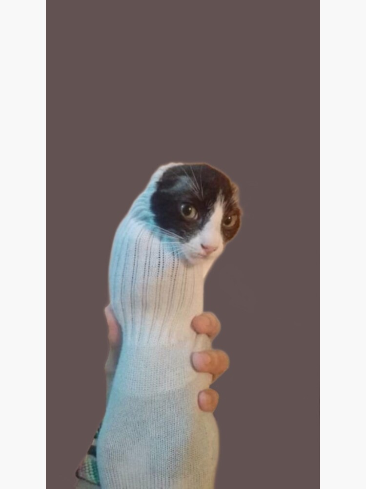 "Funny cat in a sock Memes" Poster for Sale by pusla Redbubble