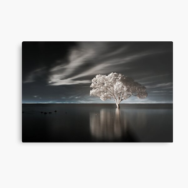 Tree in Water Metal Print