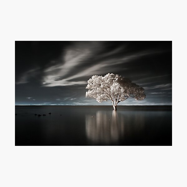 Tree in Water Photographic Print