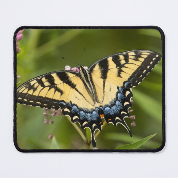 Item preview, Black swallowtail designed and sold by FlyingLilly.