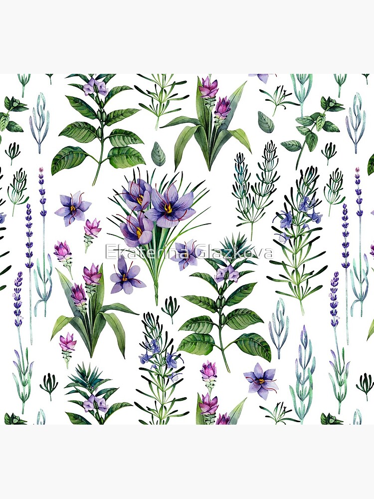 Watercolor botanical collection of herbs and spices by Glazkova