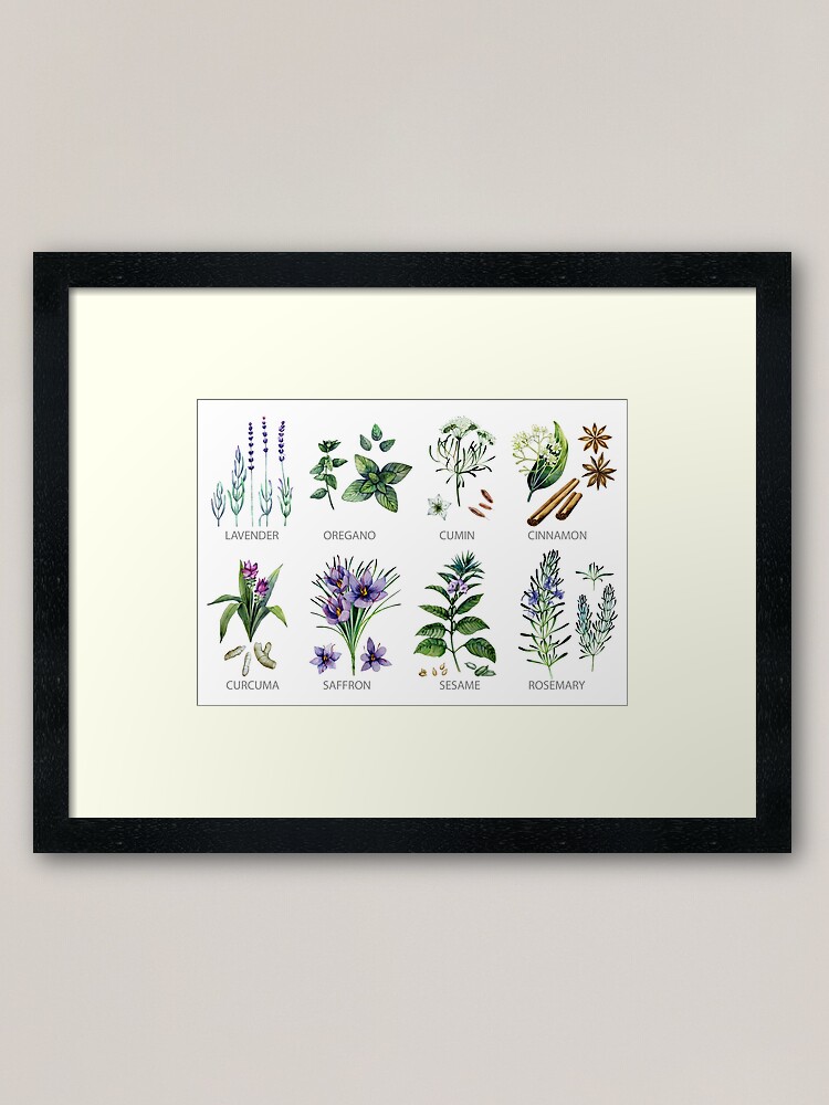 Watercolor botanical collection of herbs and spices Sticker for Sale by  Ekaterina Glazkova