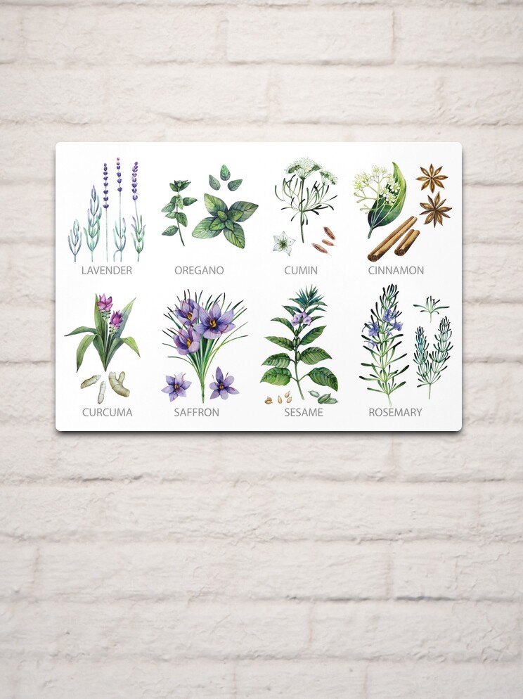 Watercolor botanical collection of herbs and spices Metal Print for Sale  by Ekaterina Glazkova