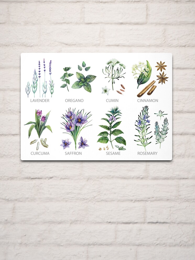 Watercolor botanical collection of herbs and spices by Ekaterina Glazkova