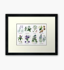Watercolor botanical collection of herbs and spices Framed Print