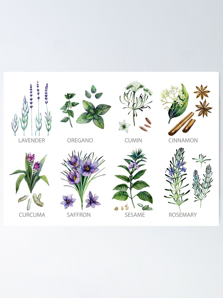 Alternate view of Watercolor botanical collection of herbs and spices Poster