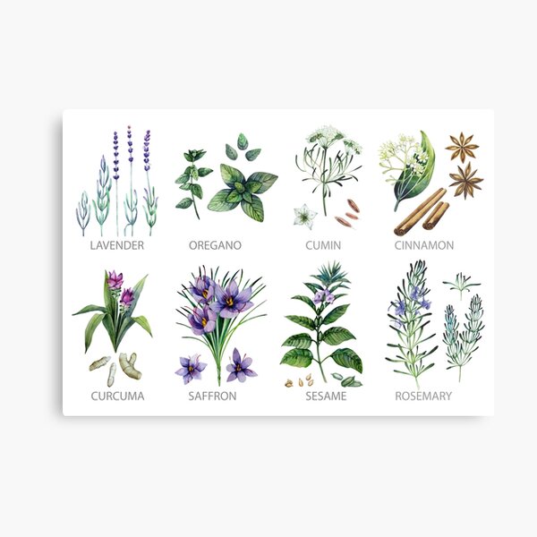Watercolor botanical collection of herbs and spices Metal Print