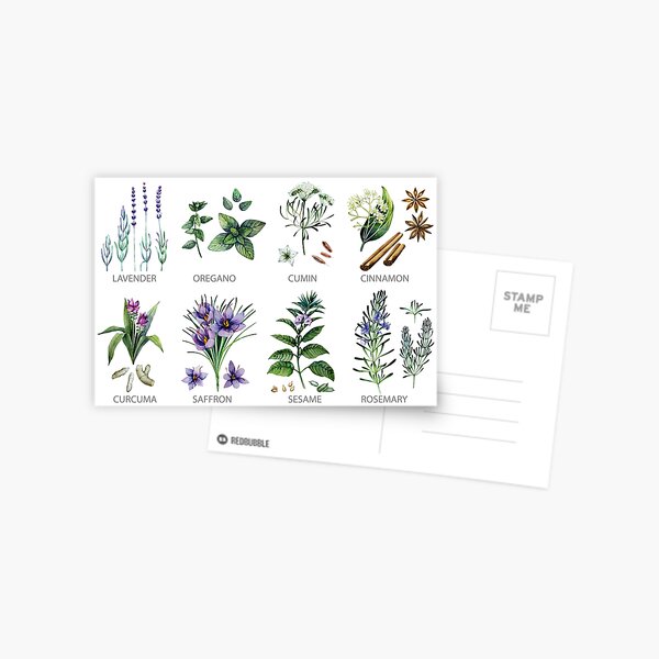 Watercolor botanical collection of herbs and spices Postcard