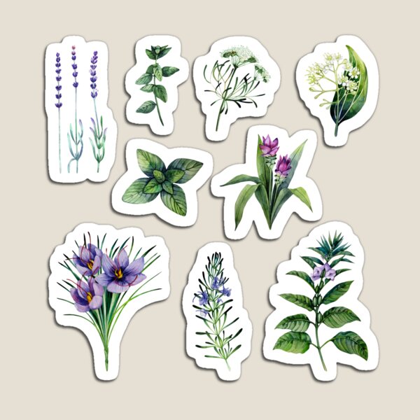 Watercolor botanical collection of herbs and spices Magnet