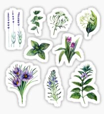Watercolor botanical collection of herbs and spices Sticker