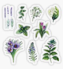 Botanische Sammlung des Aquarells Kräuter und Gewürze Transparenter Sticker