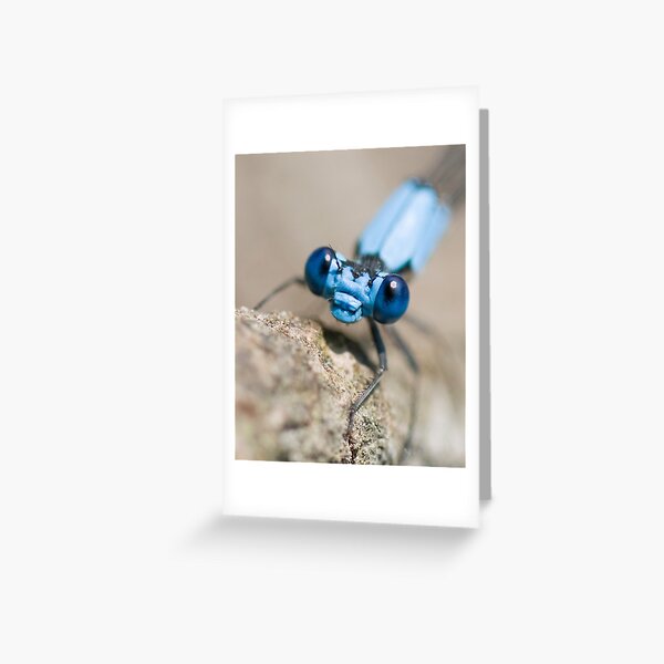 blue damselfly, close-up Greeting Card