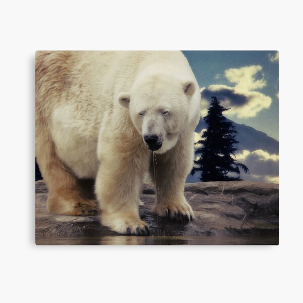 Polar Bear Canvas Print