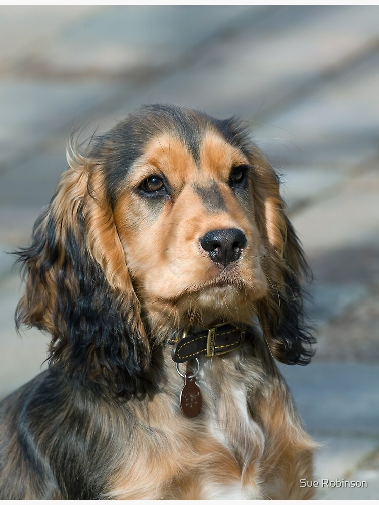 Sable cocker spaniel store puppies