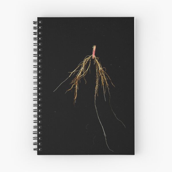 Item preview, Blackberry Root designed and sold by Gabriele Maurus.