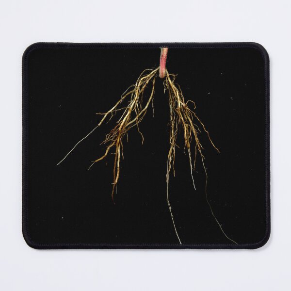 Item preview, Blackberry Root designed and sold by Gabriele Maurus.