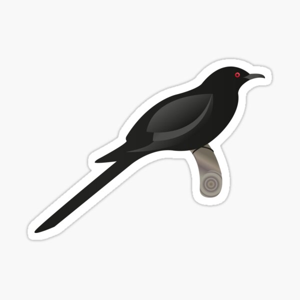 Xxxx Koel - Koel Gifts & Merchandise for Sale | Redbubble