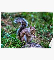 Grey squirrel Poster