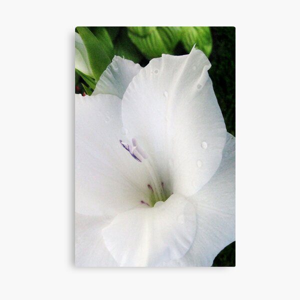 More White Glads Canvas Print