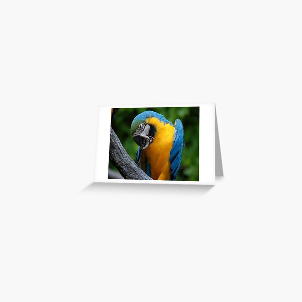 Parrot Greeting Card