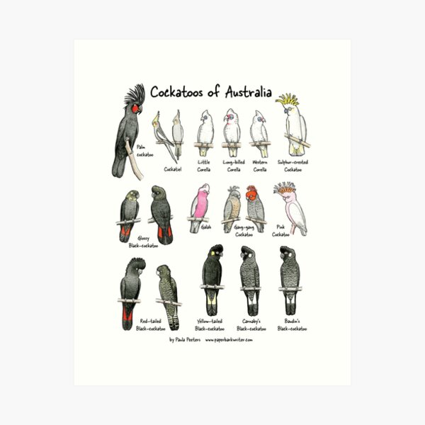 Item preview, Cockatoos of Australia - prints & posters designed and sold by Paula Peeters.