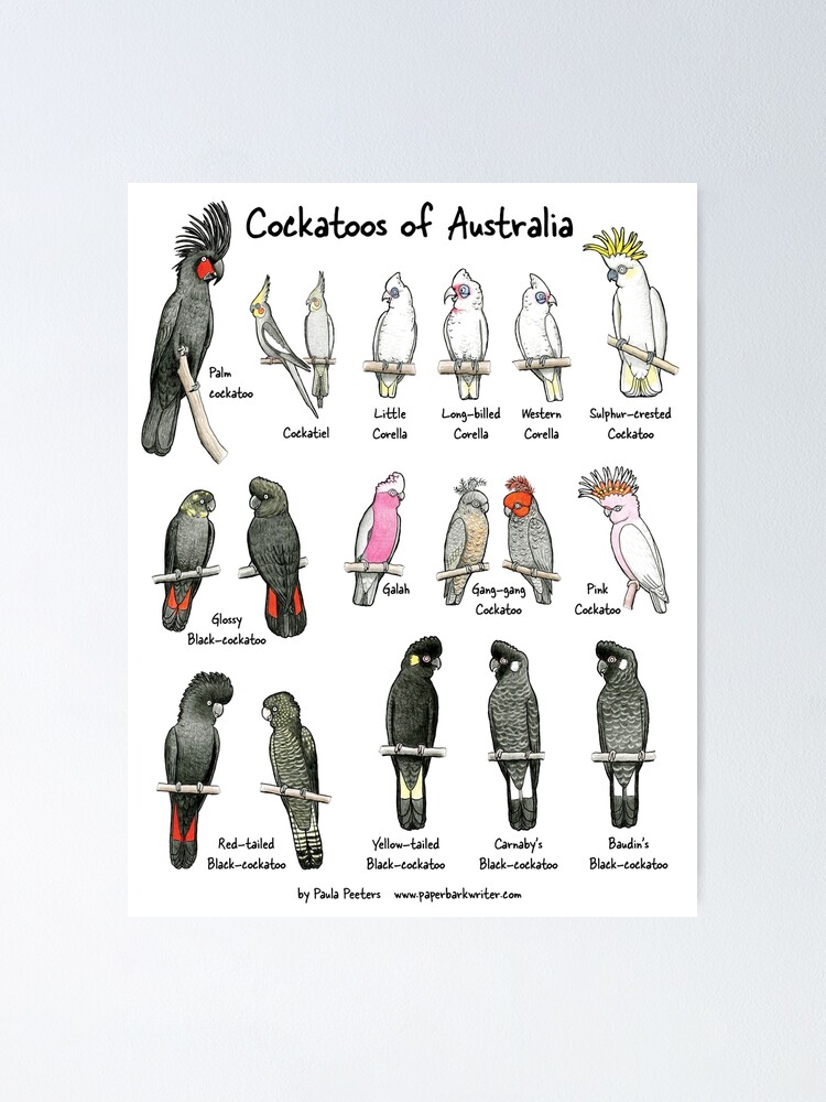 modstand løg Suradam Cockatoos of Australia - prints & posters" Poster for Sale by Paula Peeters  | Redbubble