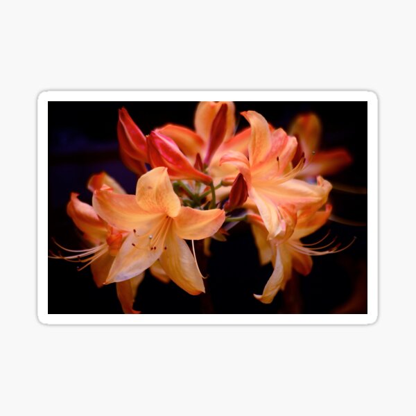 Graceful Azalea Lilies Sticker