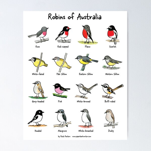 Item preview, Robins of Australia - Prints and posters designed and sold by Paula Peeters.