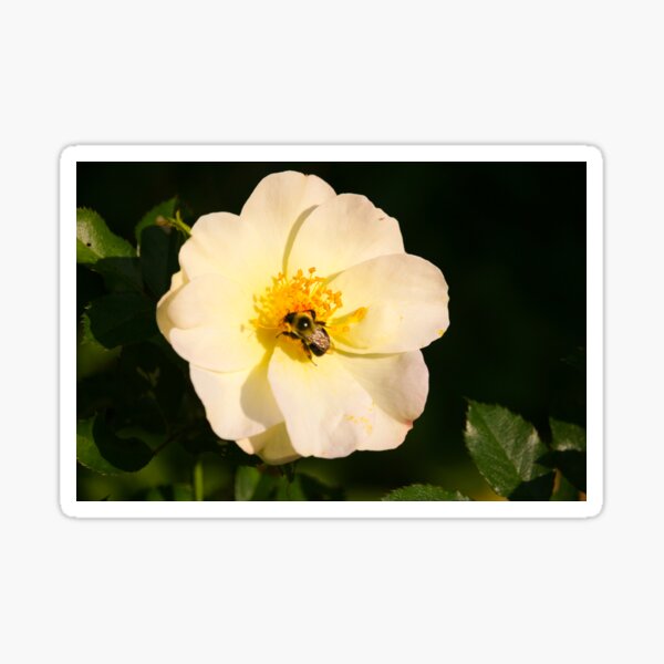 Bee & Rose Sticker