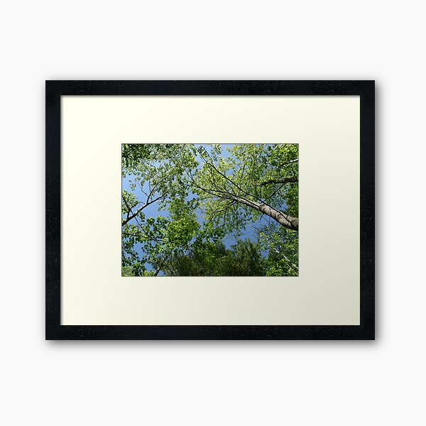 Looking Up Framed Art Print