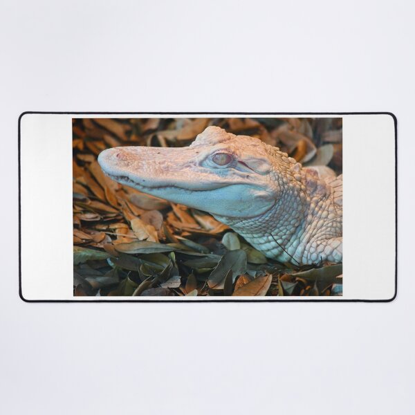 Item preview, Albino Alligator in the Leaves designed and sold by richardbryce.