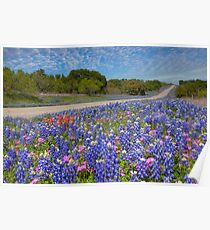 Texas Wildflowers Bilder - Bluebonnets 2 Poster
