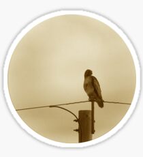 Red Tailed Hawk Sticker