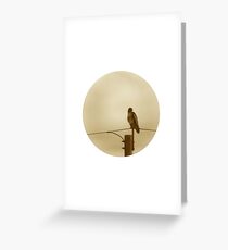 Red Tailed Hawk Greeting Card