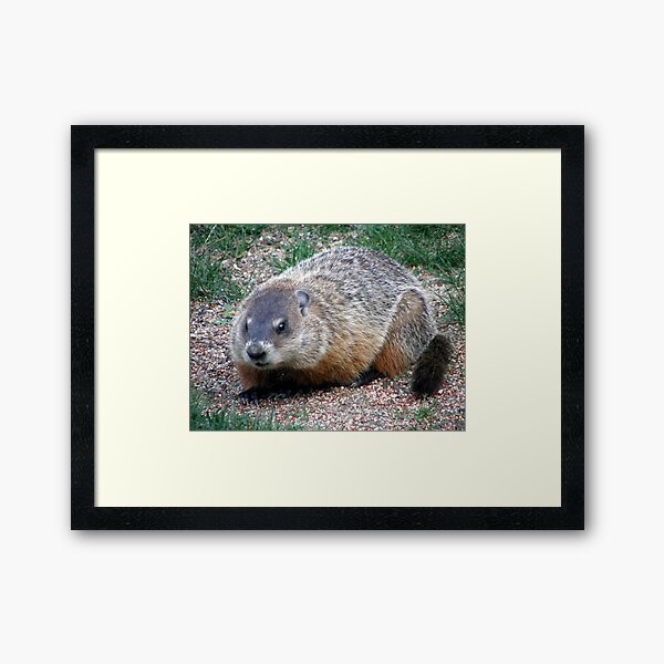 Chuck, the Groundhog Framed Art Print