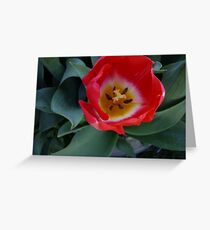 Tulipa Greeting Card