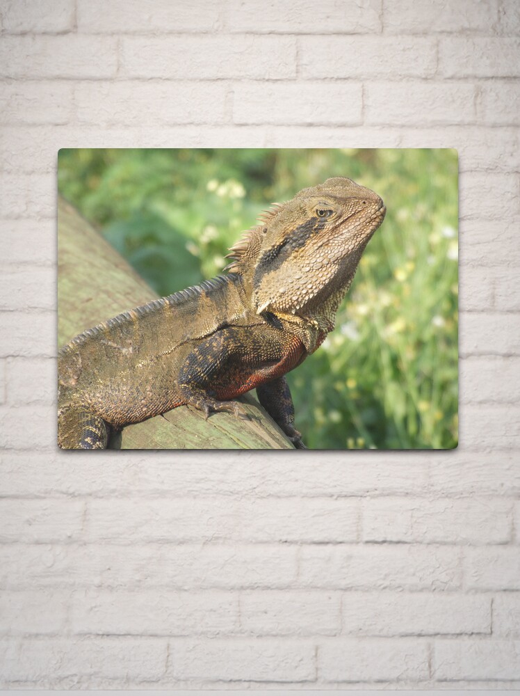 Thumbnail 2 of 4, Metal Print, Water Dragon designed and sold by theoddshot.